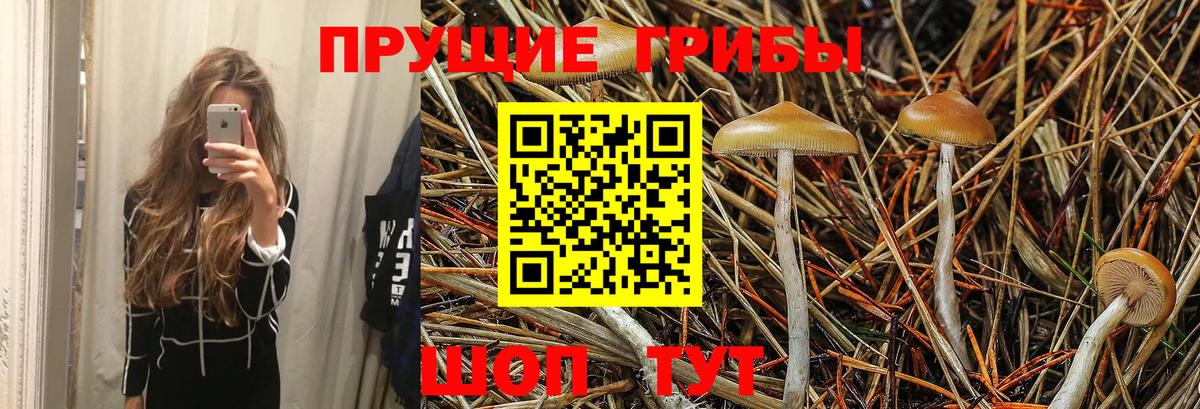 Псилоцибиновые грибы мицелий  Галлюциногенные грибы Psilocybe  Михайловск  Вход с VPN 